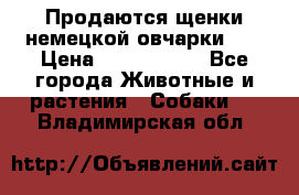 Продаются щенки немецкой овчарки!!! › Цена ­ 6000-8000 - Все города Животные и растения » Собаки   . Владимирская обл.